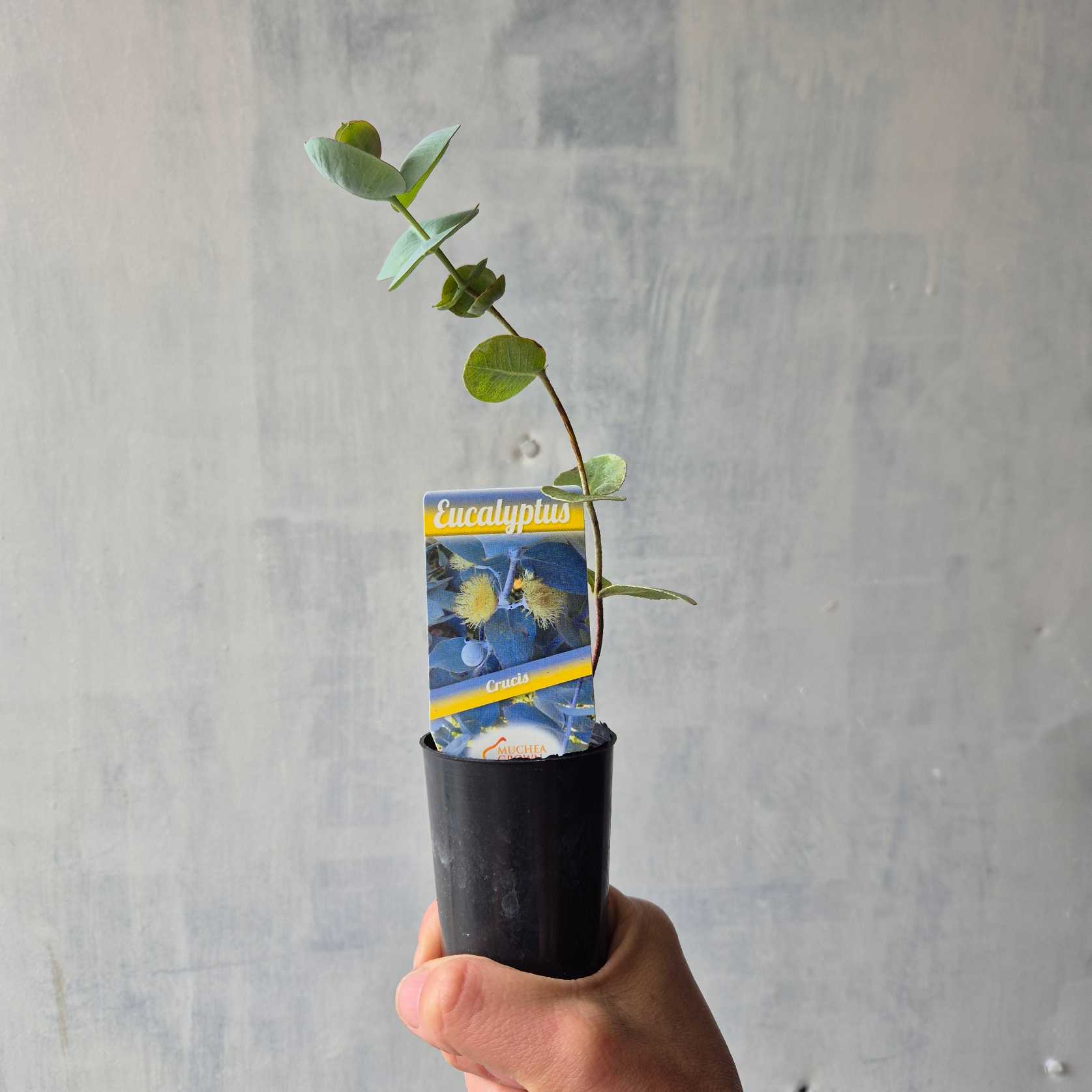 Hand holding a potted eucalyptus plant with a label against a gray background