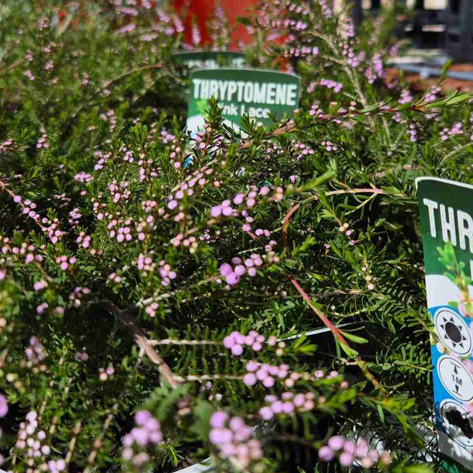Potted plants with green labels on a table outdoors