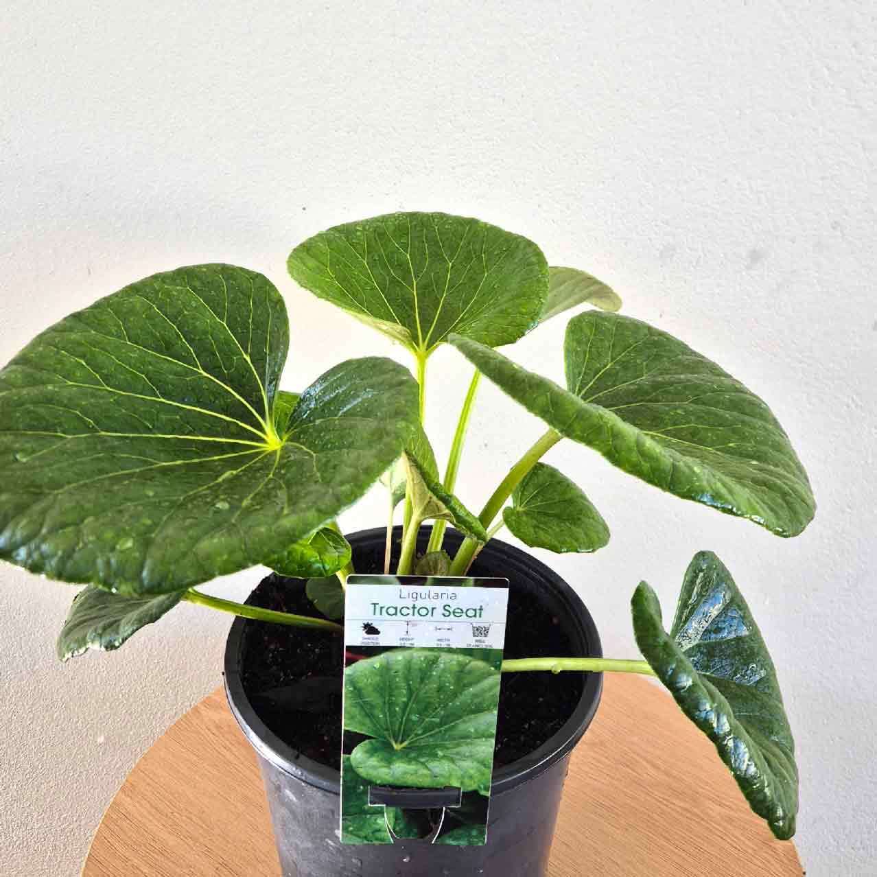 Tractor Seat Plant