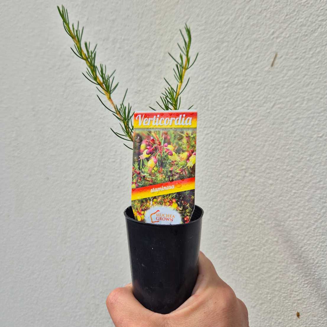 Verticordia staminosa