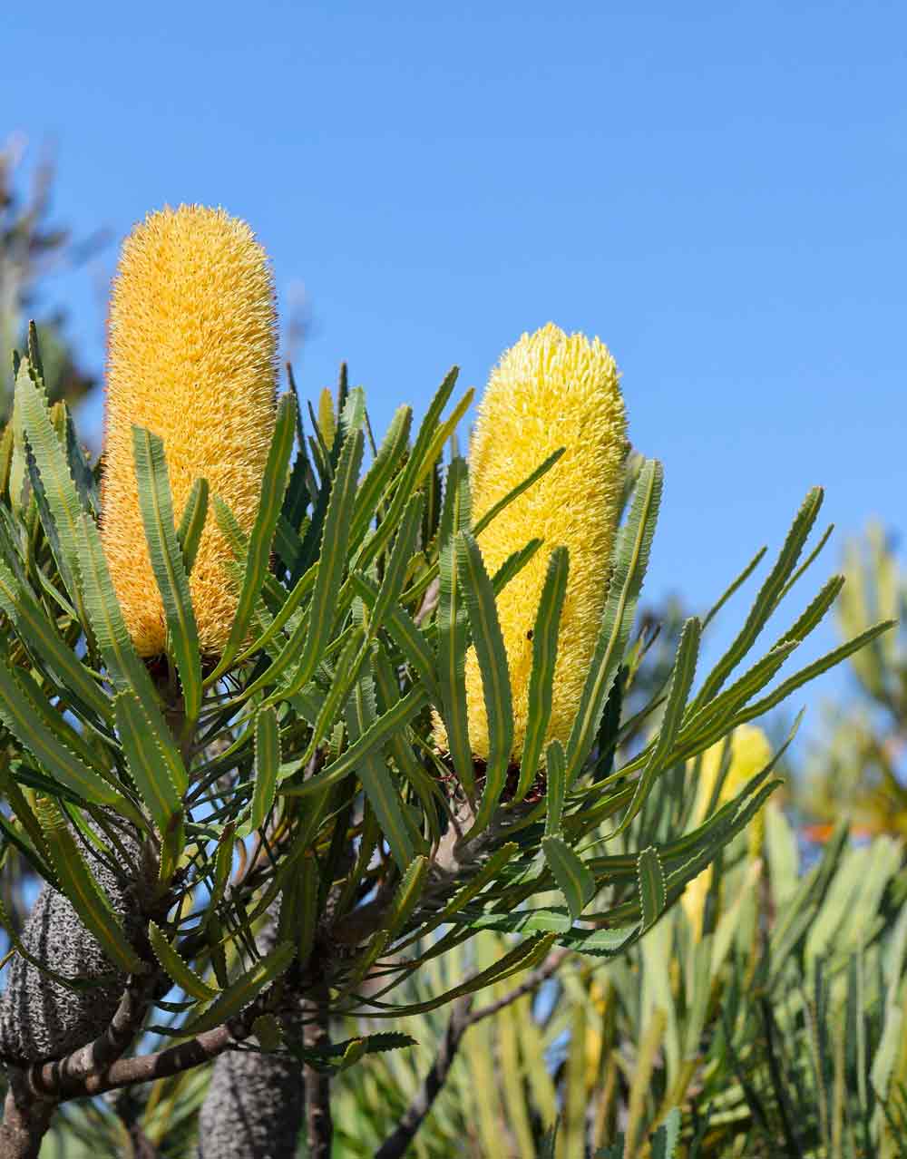 Native Plants