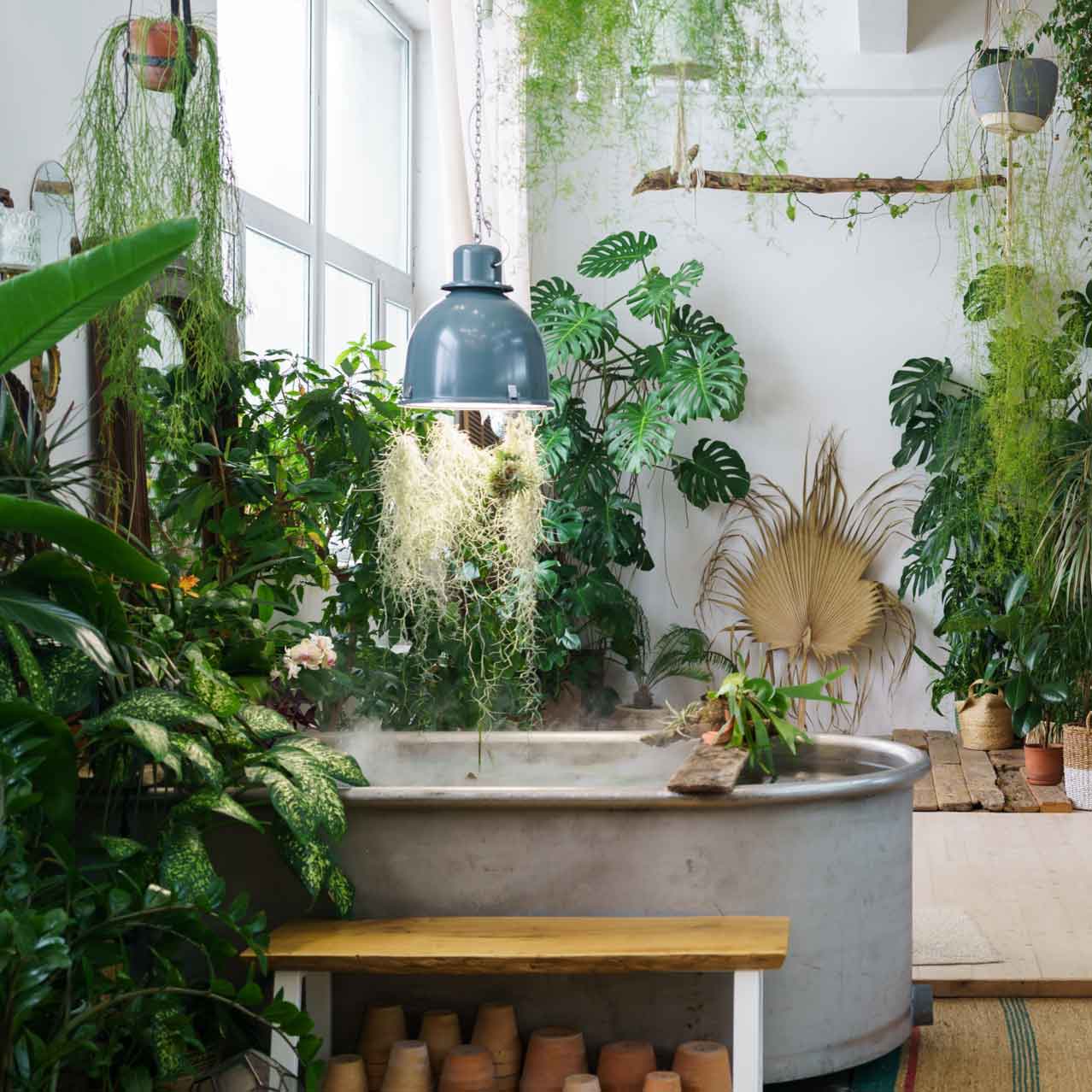 Indoor plants