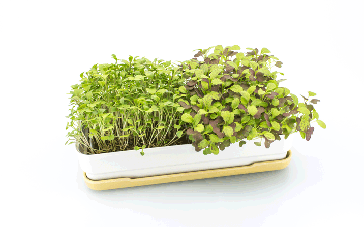 Microgreens Starter Kit
