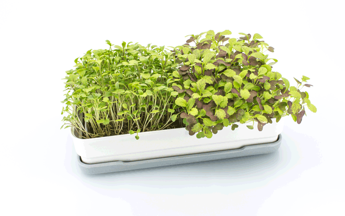 Microgreens Starter Kit