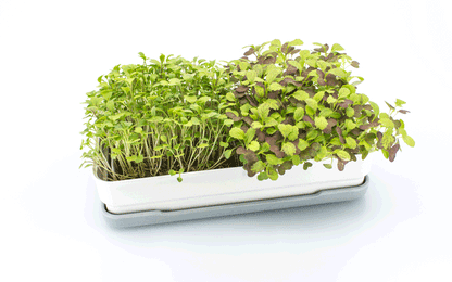 Microgreens Starter Kit