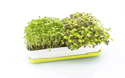 Microgreens Starter Kit