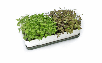 Microgreens Starter Kit