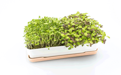 Microgreens Starter Kit
