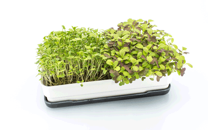Microgreens Starter Kit