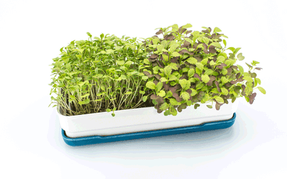 Microgreens Starter Kit