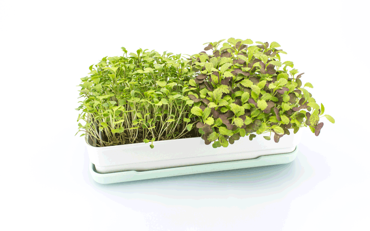 Microgreens Starter Kit