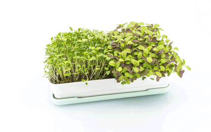 Microgreens Starter Kit