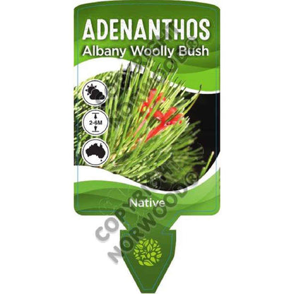 Woolly Bush | Adenanthos sericeus