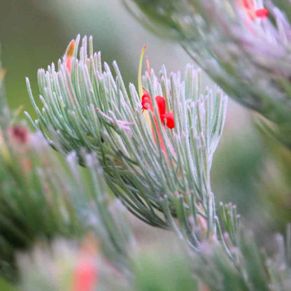 Woolly Bush | Adenanthos sericeus