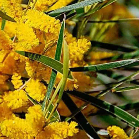 Raspberry Jam Wattle | Acacia acuminata