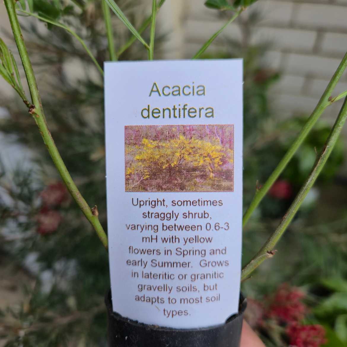 Acacia dentifera plant label