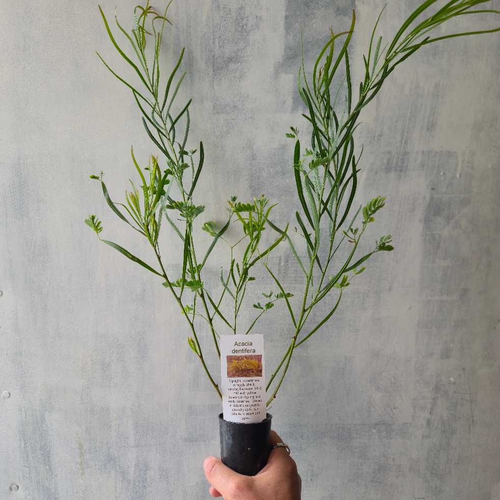 Acacia dentifera tubestock held by hand with rough white background