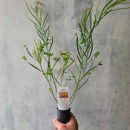 Acacia dentifera tubestock held by hand with rough white background