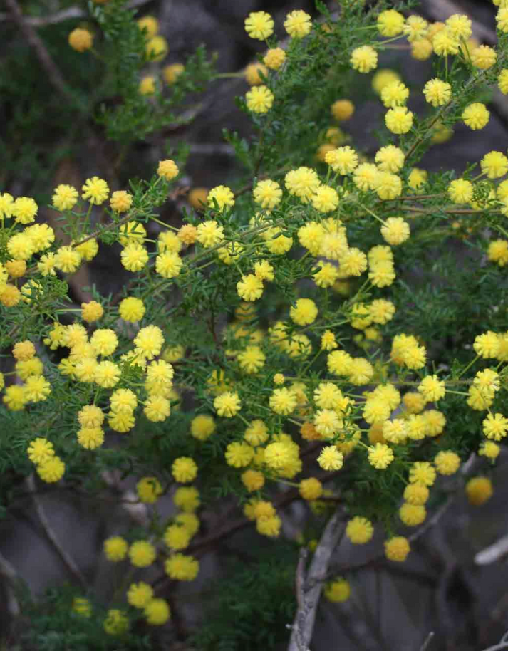 Acacia lasiocarpa prostrate – Snippy's Yard