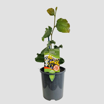 A small potted acacia plant with green leaves in a dark gray plastic nursery pot, featuring a green and white tag, displayed on a white surface against a light gray wall.