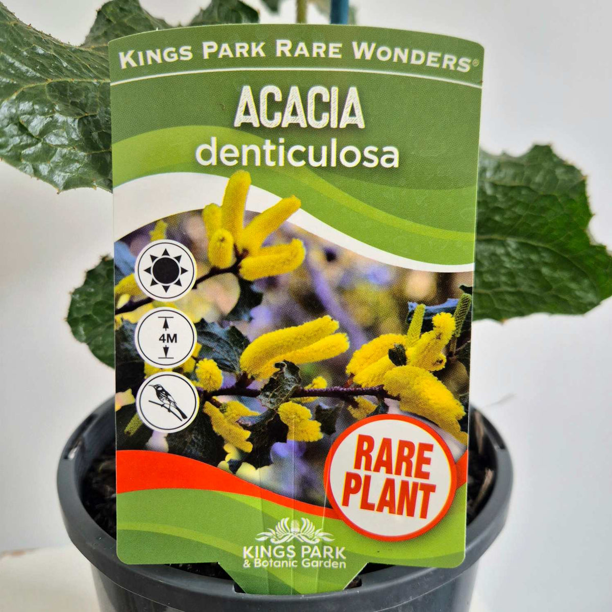 A potted acacia denticulosa rare plant in a black nursery pot, featuring a green and white paper label with yellow flower imagery and the Kings Park Rare Wonders branding.