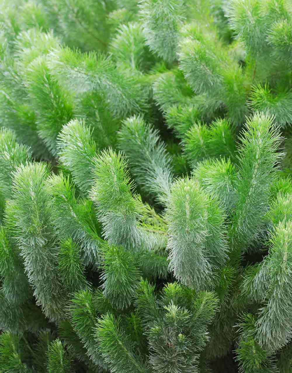 Woolly Bush - Adenanthos sericeus Pencil Perfect