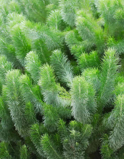 Woolly Bush - Adenanthos sericeus Pencil Perfect