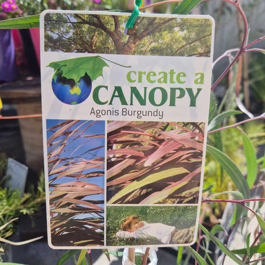 Agonis flexuosa Burgundylabel close up