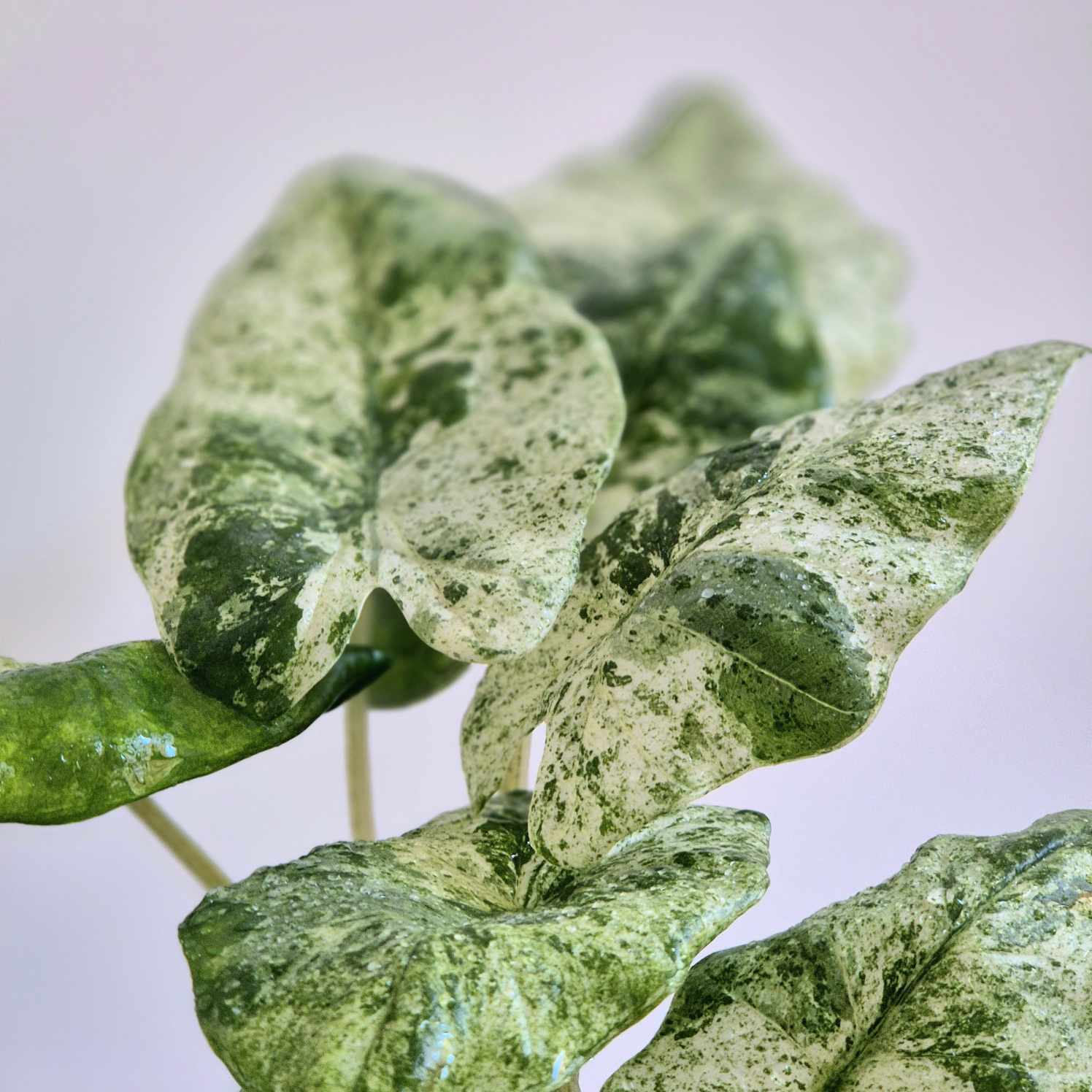 Close-up of variegated green and white alocasia leaves on a pale lavender background.