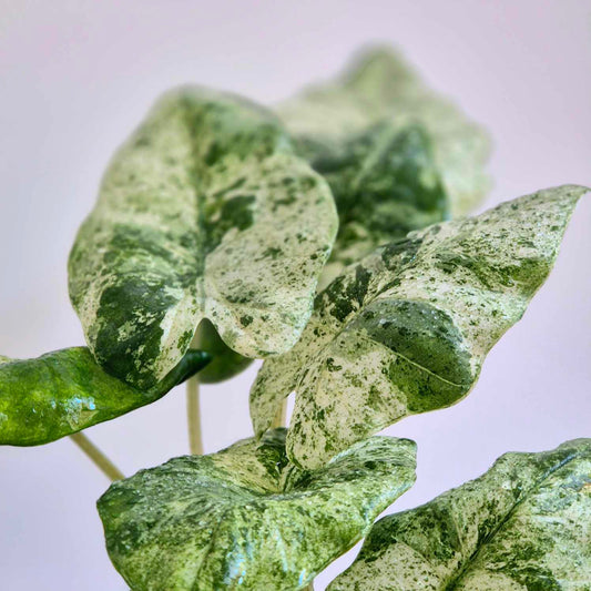 Close-up of variegated green and white alocasia leaves on a pale lavender background.