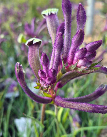 Anigozanthos 'Celebrations Carnivale'