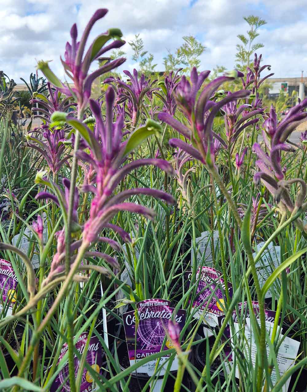 Anigozanthos 'Celebrations Carnivale'