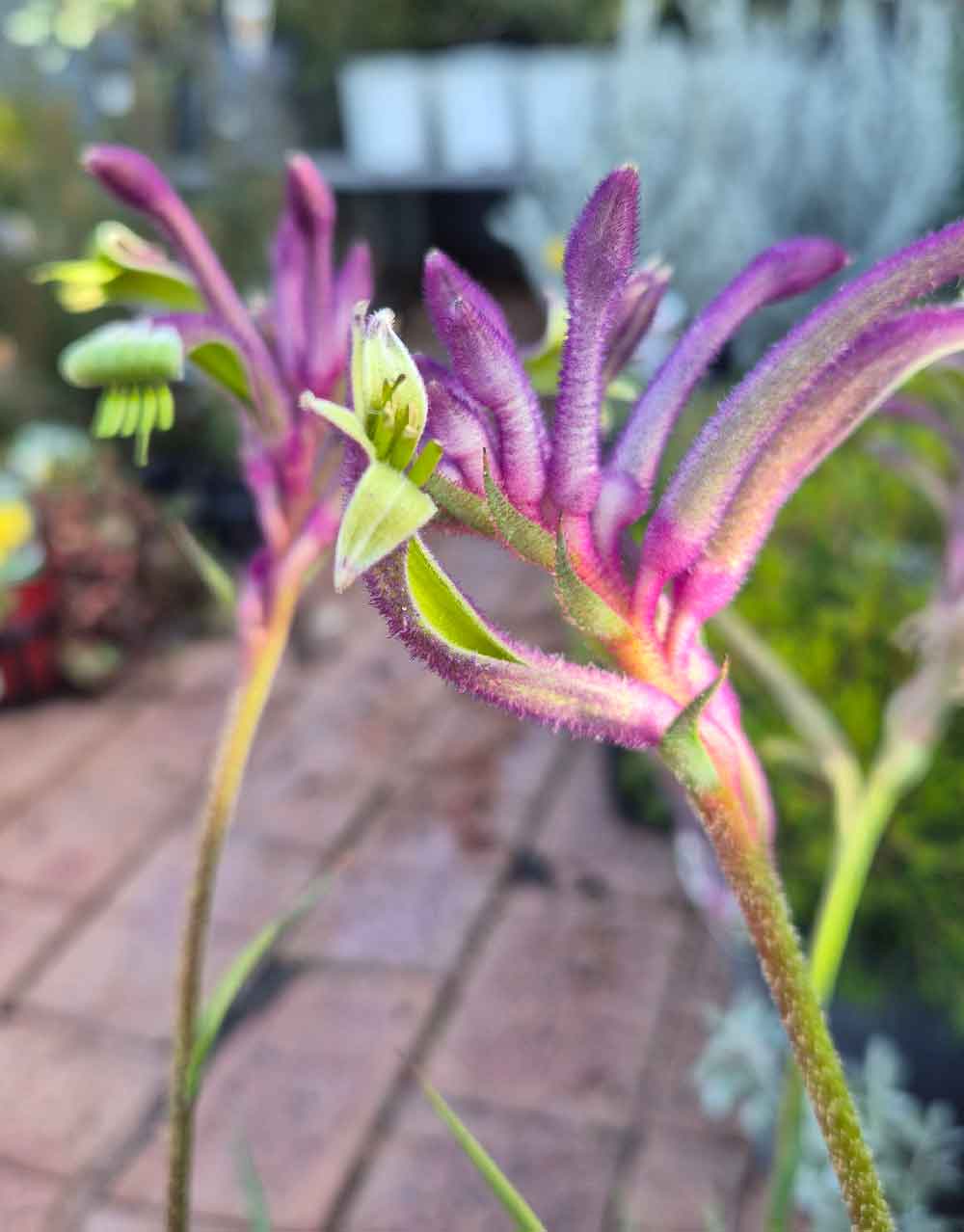 Anigozanthos 'Celebrations Carnivale'