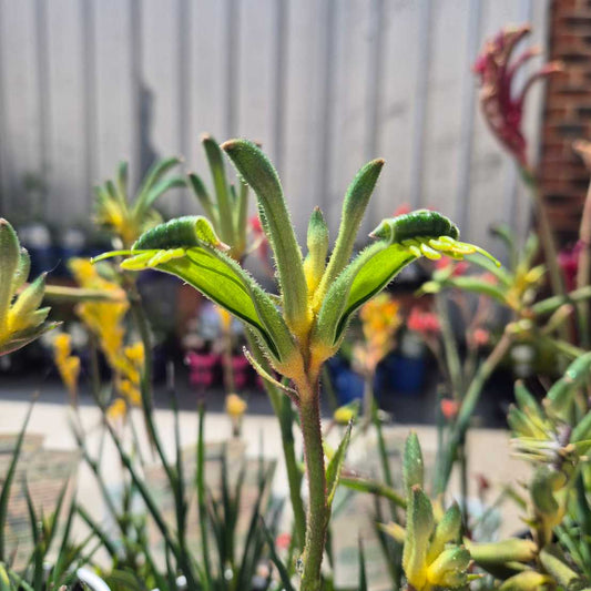 Close-up of green kangaroo plant flowers with blurred background