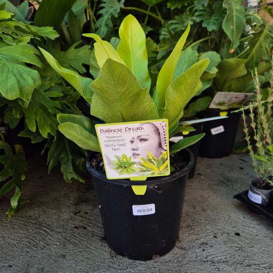 Asplenium australasicum