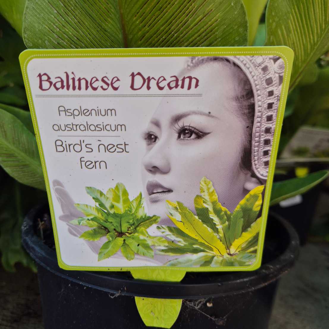 Plant label for 'Balinese Dream' bird's nest fern with a decorative border.