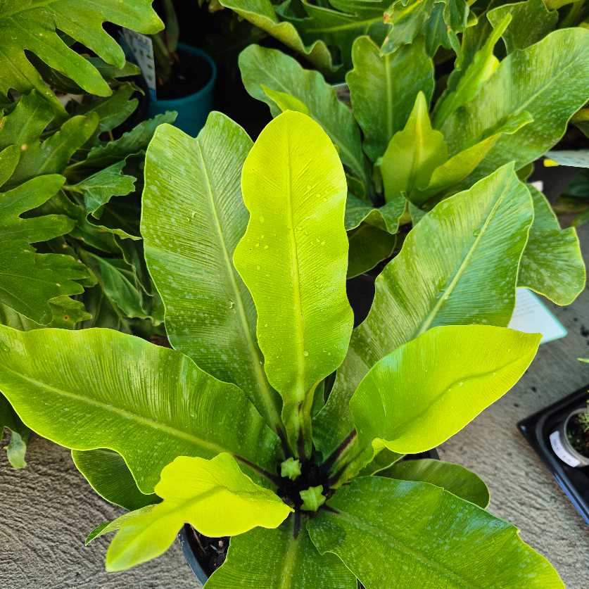 Close-up of a vibrant green potted plant with large leaves.