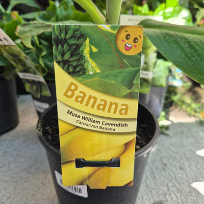 Potted banana plant with a label indicating 'Musa William Cavendish Carnarvon Banana' in a garden setting.