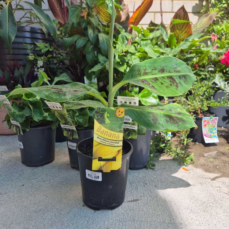 Potted plant with a 'Banana' label among other plants in a garden setting