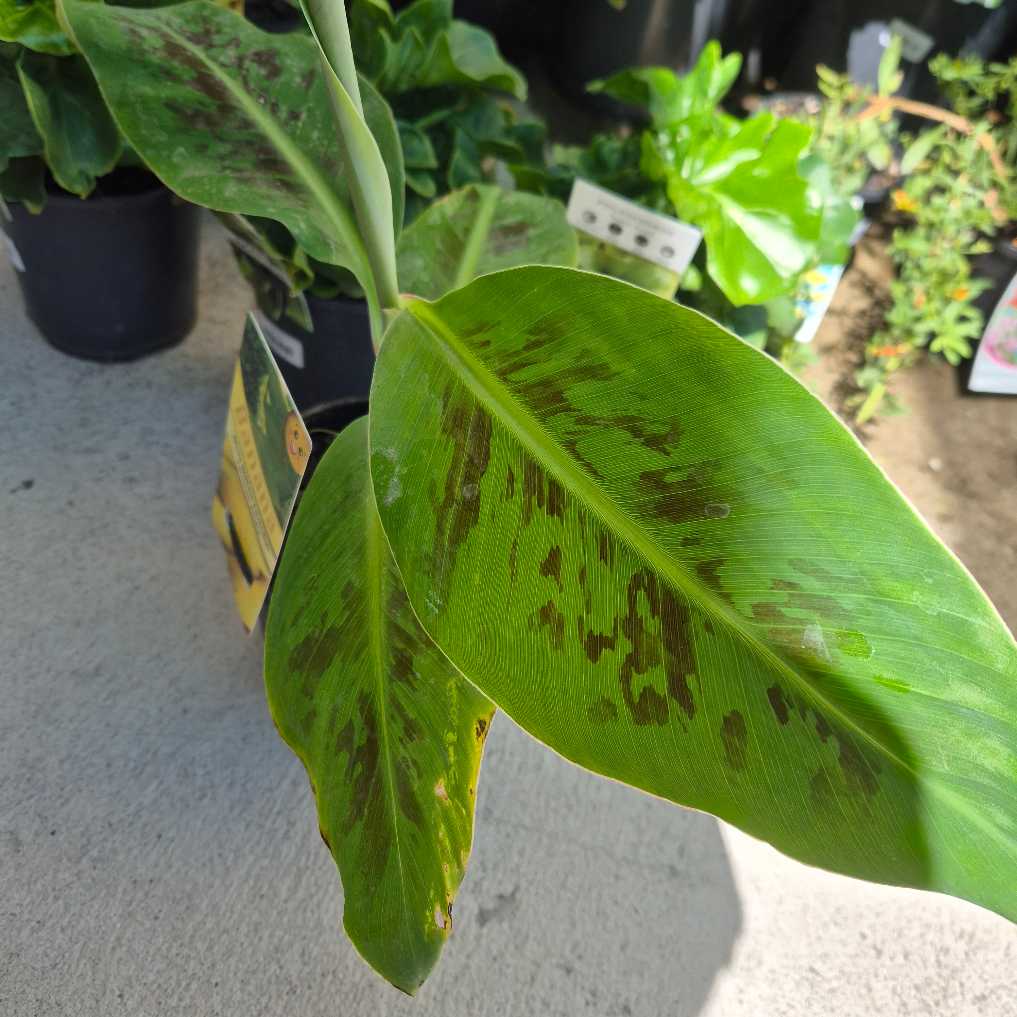 Close-up of a potted plant with green leaves showing signs of damage or disease.