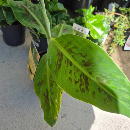 Close-up of a potted plant with green leaves showing signs of damage or disease.