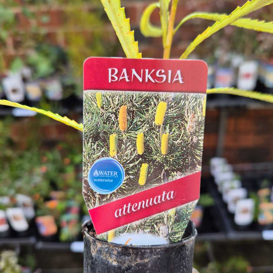 Banksia attenuata label close up with yellow flowers