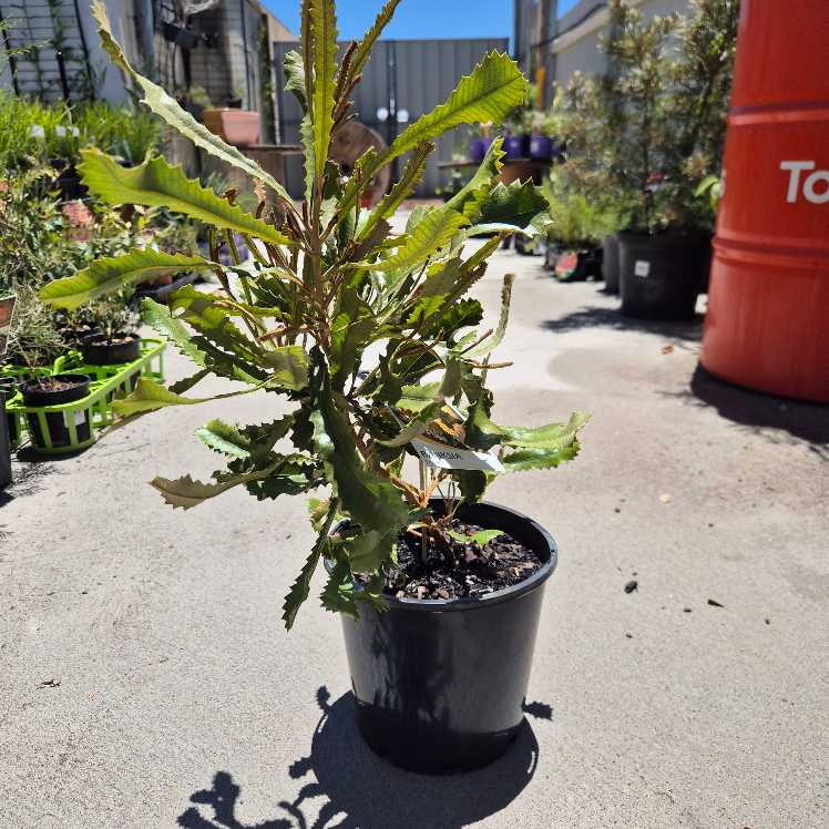 Potted plant on a concrete surface with a red barrel in the background