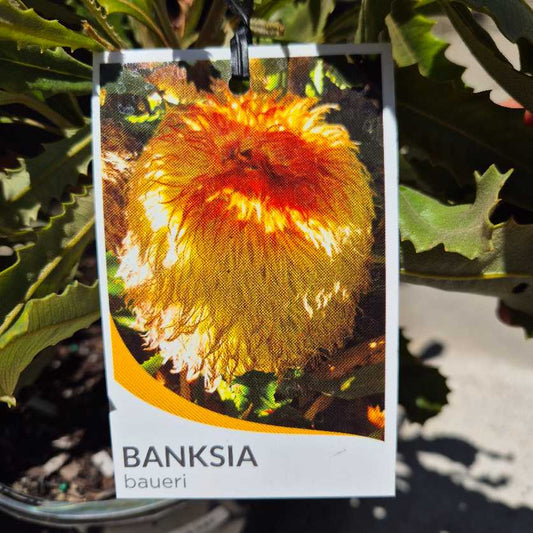 Banksia baueri plant tag with a close-up of the plant's flower
