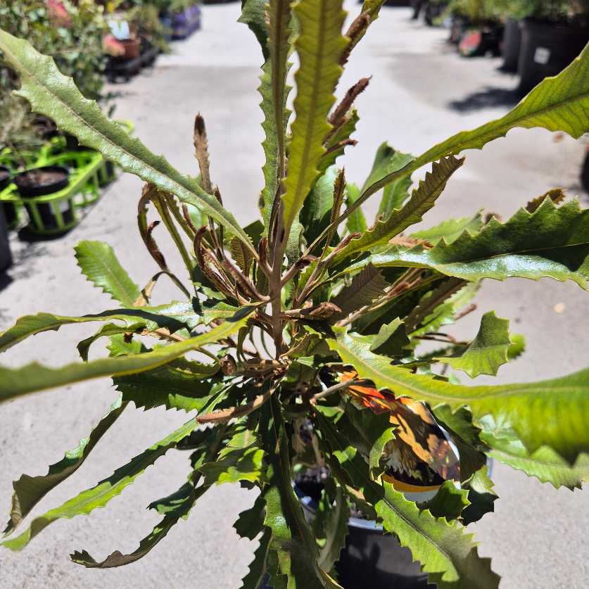 Butterfly perched on a plant with a blurred garden background