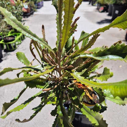 Butterfly perched on a plant with a blurred garden background