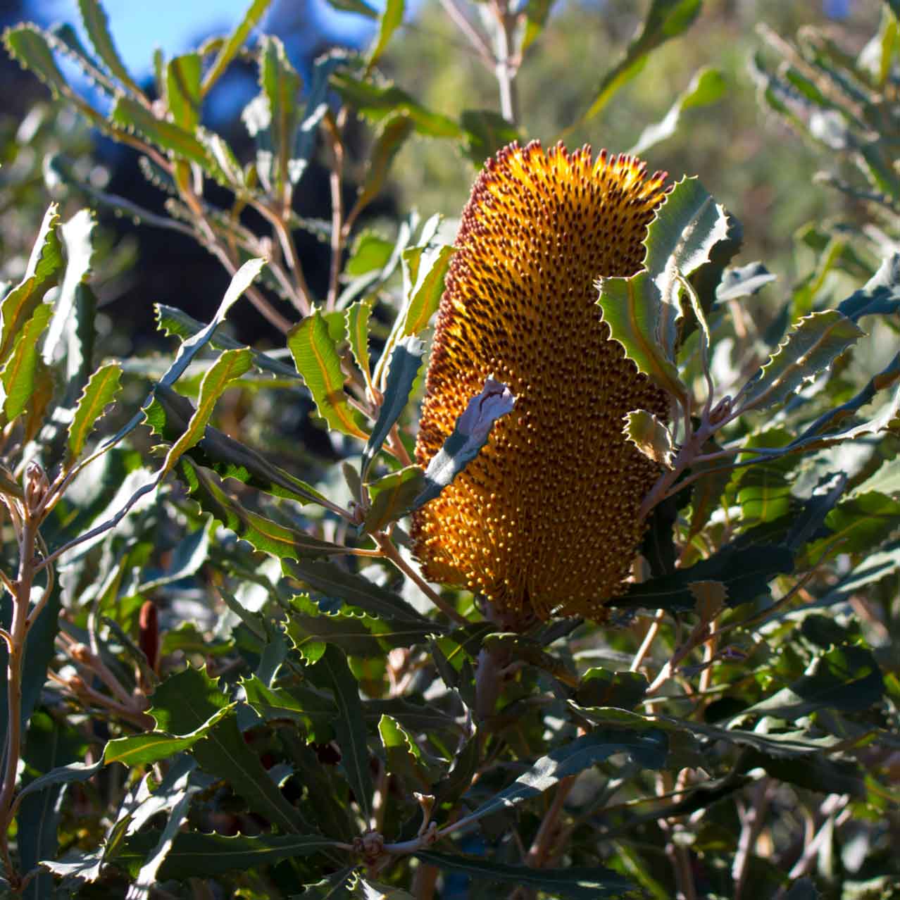 A Swamp Banksia plant with yellow-orange cylindrical flowers amidst green foliage.