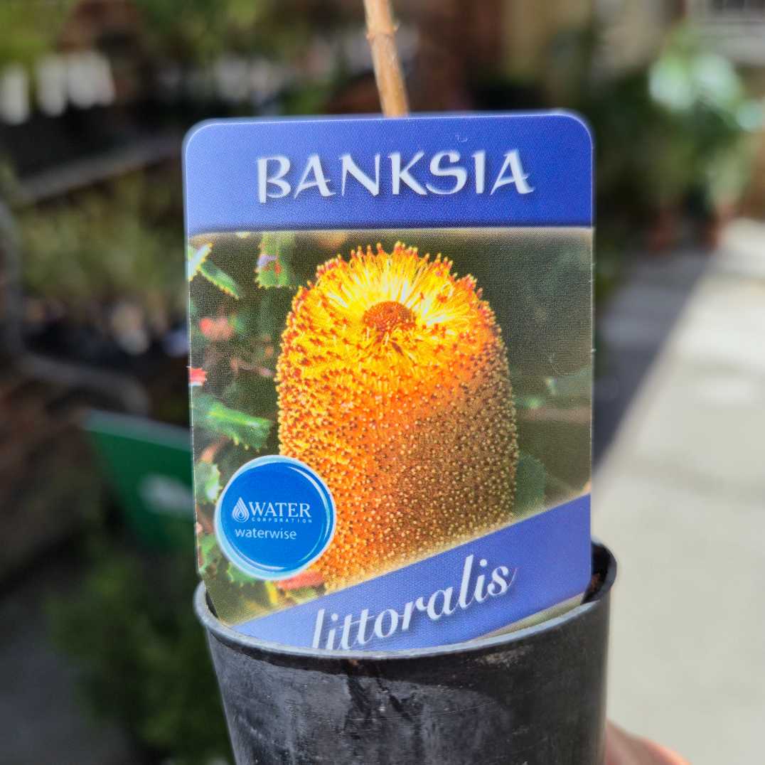 close up of Banksia littoralis label