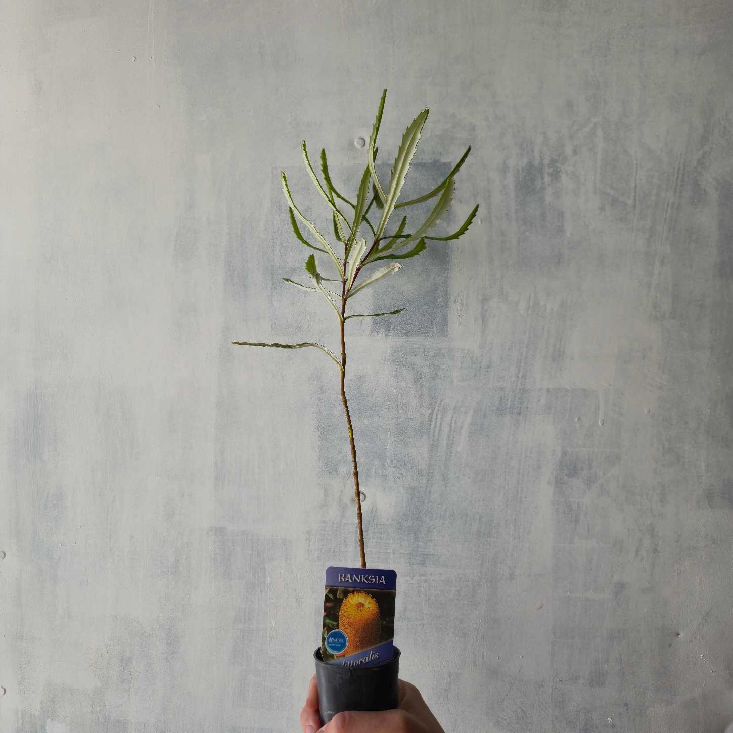 Banksia littoralis tube stock held by hand against rough white background