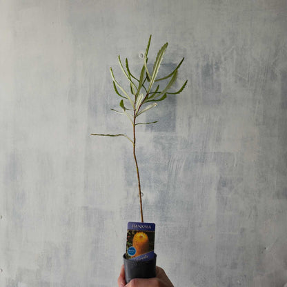Banksia littoralis tube stock held by hand against rough white background